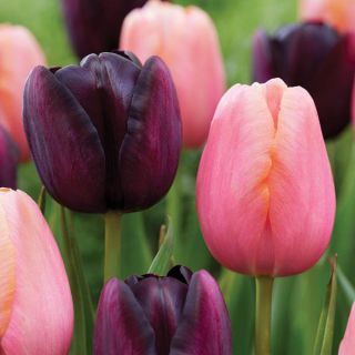 Night's Blush Tulip Blend Thumbnail